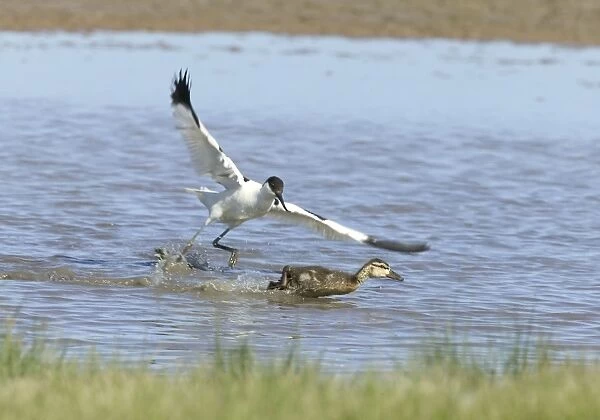 Avocet and Duckling - Duckling being chased by Avocet - May - North Norfolk UK