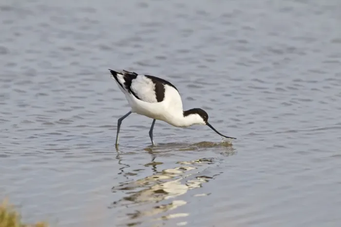 Framed Print : Avocet - feeding - Cley - Norfolk - UK 12279 Framed Print : Avocet - feeding - Cley - Norfolk - UK 12279