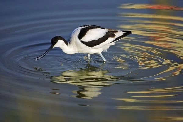 Avocet - feeding in shallow water, Holland, Texel