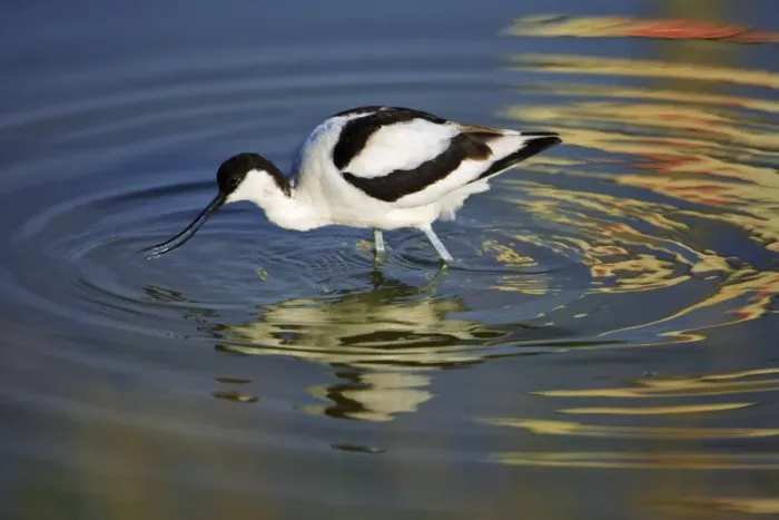 Framed Print : Avocet - feeding in shallow water, Holland, Texel Framed Print : Avocet - feeding in shallow water, Holland, Texel