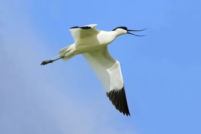 Framed Print : Avocet - in flight, calling, Holland, Texel Framed Print : Avocet - in flight, calling, Holland, Texel