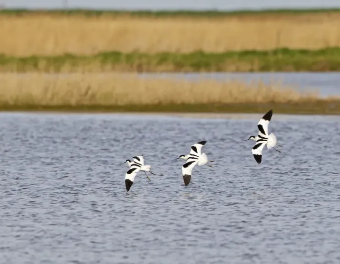 Framed Print : Avocet - three in flight - Cley - Norfolk - UK 12284 Framed Print : Avocet - three in flight - Cley - Norfolk - UK 12284