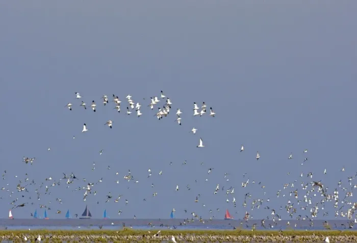 Framed Print : Avocet - in flight, with waders at the turn of the tide - sailing boats in background - September - Snettisham Norfolk UK