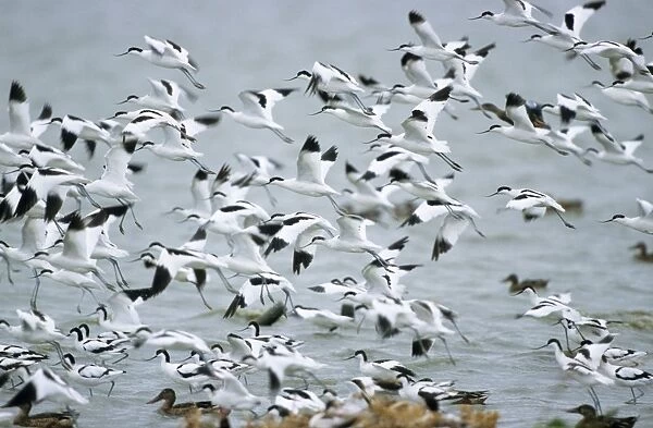 Avocet - flock flying over lake in winter