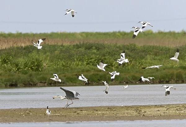 Avocet and Grey Heron, [Ardea cinerea] - Grey heron being mobbed by Avocets with stolen chick - May - North Norfolk