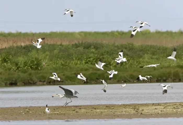 Framed Print : Avocet and Grey Heron, [Ardea cinerea] - Grey heron being mobbed by Avocets with stolen chick - May - North Norfolk