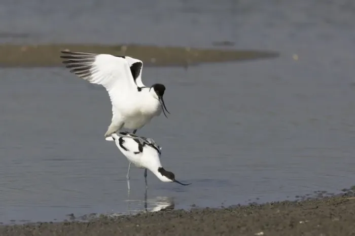 Framed Print : Avocet - Mating Recurvirostra avocetta Texel, Netherlands BI014056 Framed Print : Avocet - Mating Recurvirostra avocetta Texel, Netherlands BI014056