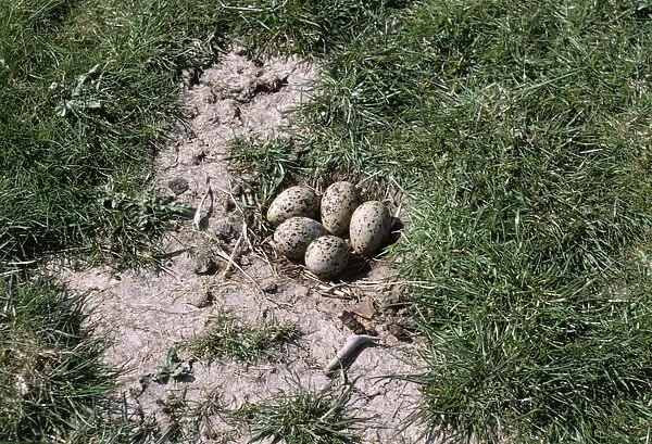 Avocet - nest with 5 eggs