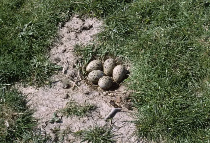 Framed Print : Avocet - nest with 5 eggs Framed Print : Avocet - nest with 5 eggs
