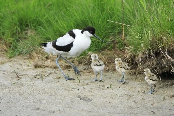 Avocet - parent bird about to brood chicks, Holland, Texel