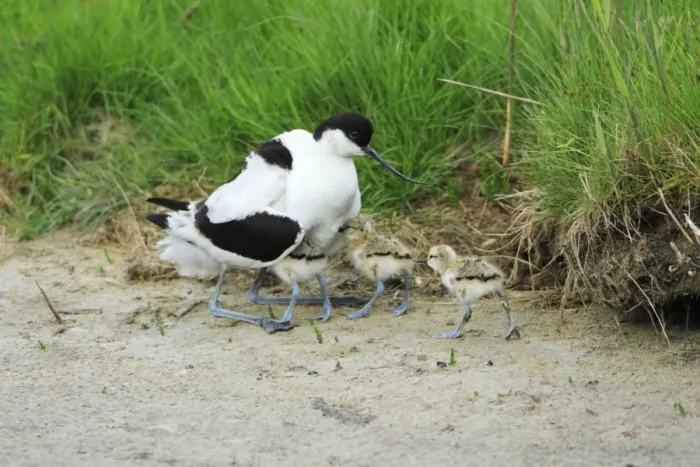 Framed Print : Avocet - parent bird warming chicks, Texel, Holland Framed Print : Avocet - parent bird warming chicks, Texel, Holland
