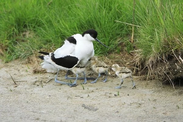 Avocet - parent bird warming chicks, Texel, Holland