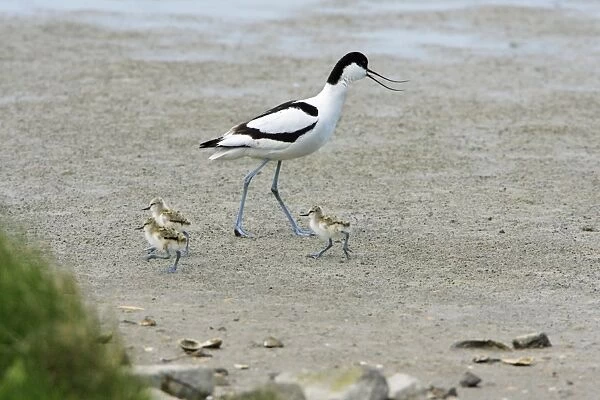 Avocet - parent bird warning chicks of danger, Texel, Holland
