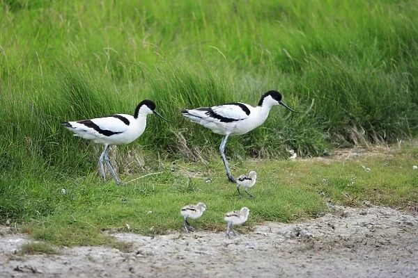 Avocet - parent birds with chicks, Texel, Holland