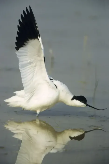 Framed Print : Avocet - stretching wings after resting Framed Print : Avocet - stretching wings after resting
