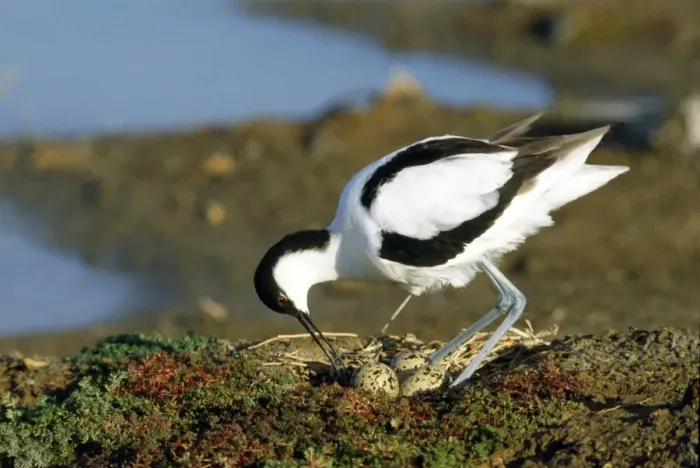 Framed Print : Avocet - turning eggs Framed Print : Avocet - turning eggs