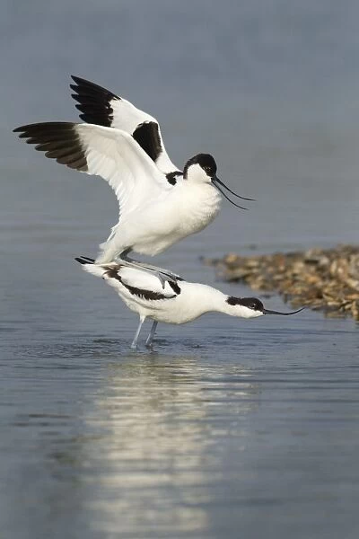 Avocets (Recurvirostra avosetta)