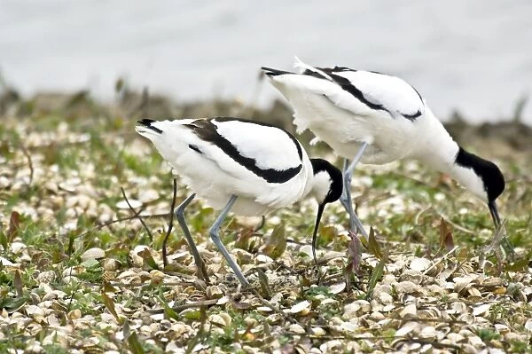 Avocets - Changing over at nest - Marshside RSPB reserve Southport - Lancashire - England
