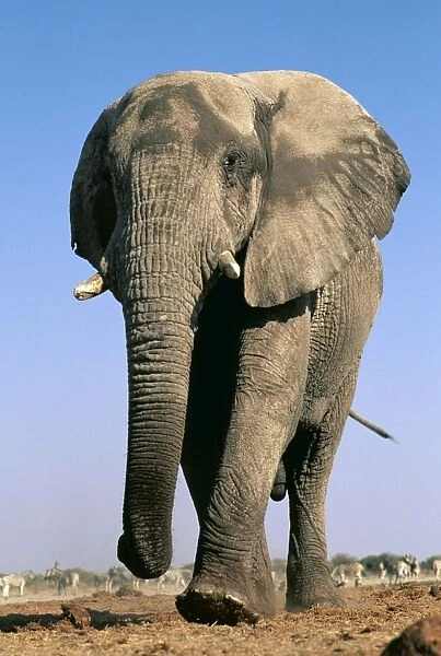 AW 6438. AW-6438. AFRICAN ELEPHANT - single