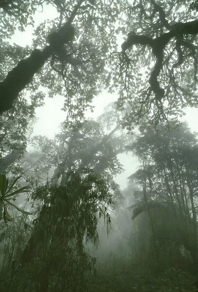 AW-6809. Hagenia Forest, Mountain Gorilla Habitat (Gorilla gorilla beringei)