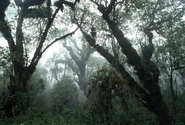 AW-6812. Hagenia Forest, Mountain Gorilla Habitat (Gorilla gorilla beringei)