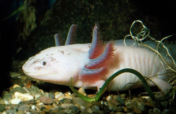 Axoloti. PM-8403. Axolotl. Ambystoma mexicanum