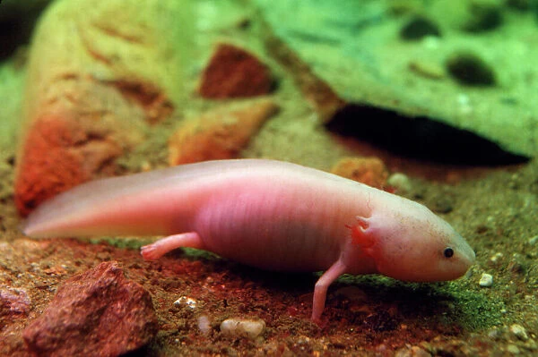 Axolotl - albino specimen