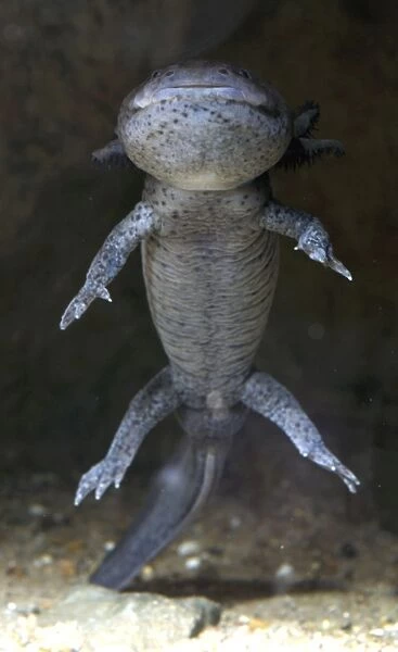 Axolotl- neotenous larval form; central America. Shows external gills, absent in adult
