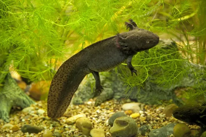 Framed Print : Axolotl - swimming in aquarium UK Framed Print : Axolotl - swimming in aquarium UK