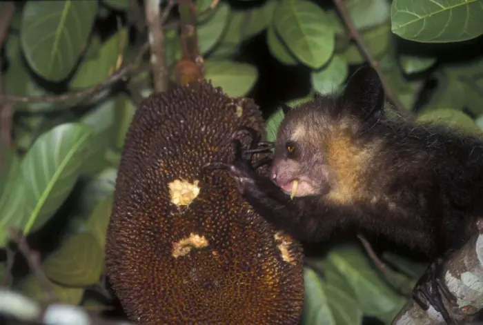 Framed Print : Aye-aye - eating fruit Framed Print : Aye-aye - eating fruit