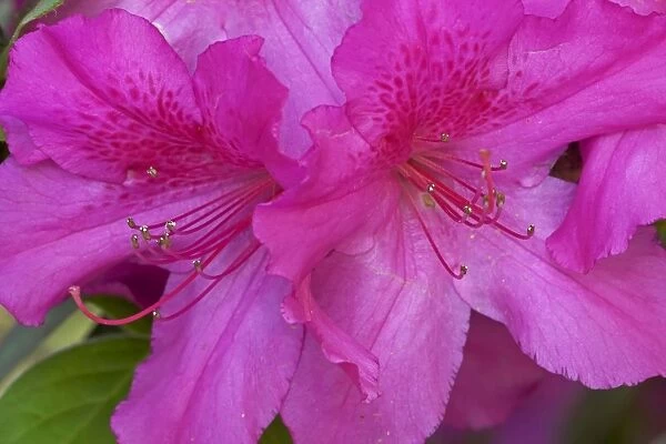 Azalea - blossoms - Louisiana - Cultivar - native to Asia