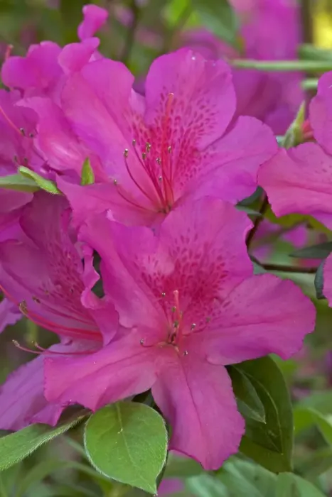 Framed Print : Azalea - blossoms - Louisiana - Cultivar - native to Asia Framed Print : Azalea - blossoms - Louisiana - Cultivar - native to Asia