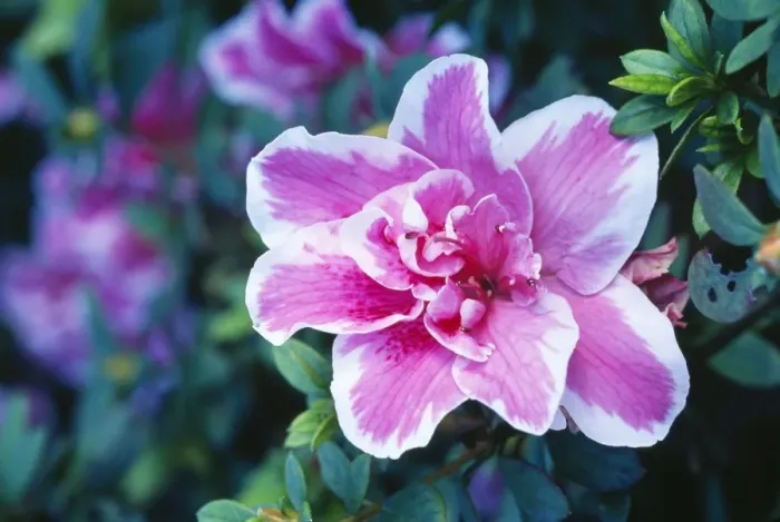 Framed Print : Azalea Hybrid. Cultivar: Eureka Fm: Ericaceae Framed Print : Azalea Hybrid. Cultivar: Eureka Fm: Ericaceae