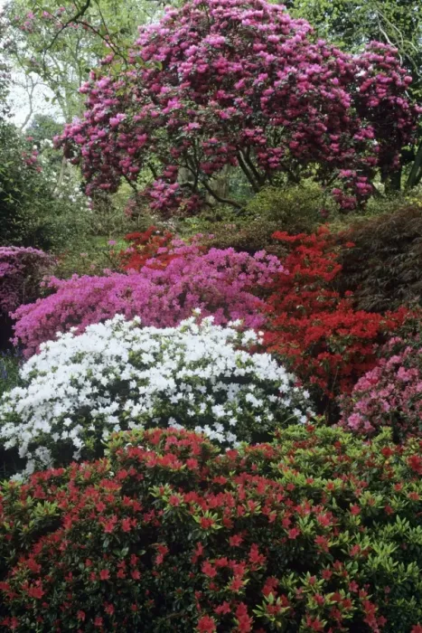 Framed Print : Azaleas - show of Azaleas at exbury gardens Hampshire UK Framed Print : Azaleas - show of Azaleas at exbury gardens Hampshire UK