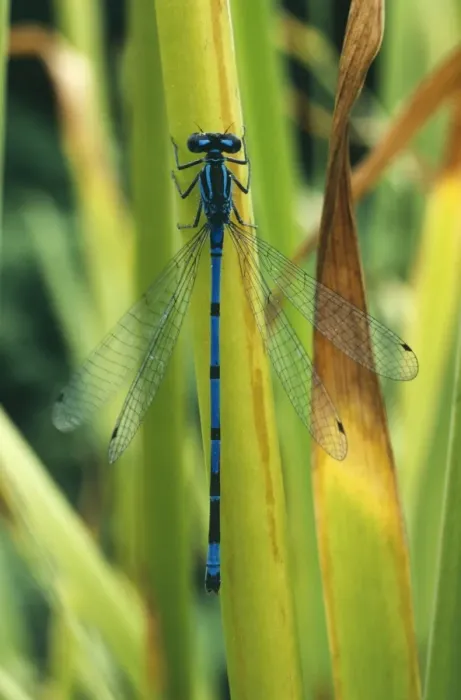 Framed Print : Azure Damselfly Framed Print : Azure Damselfly
