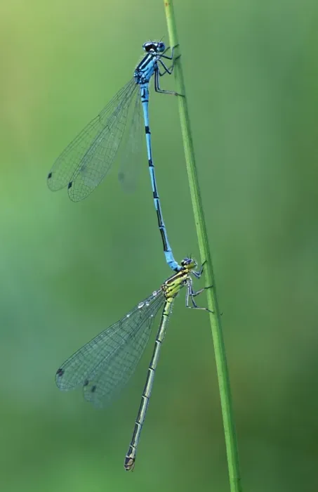 Framed Print : Azure Damselfly Copulation tandem Framed Print : Azure Damselfly Copulation tandem