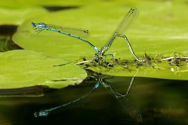 Azure Damselfly mated pair laying eggs on leaf of a water lily with reflection Germany