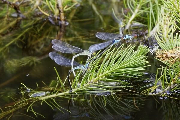 Azure Damselfly - mating on aquatic water plants