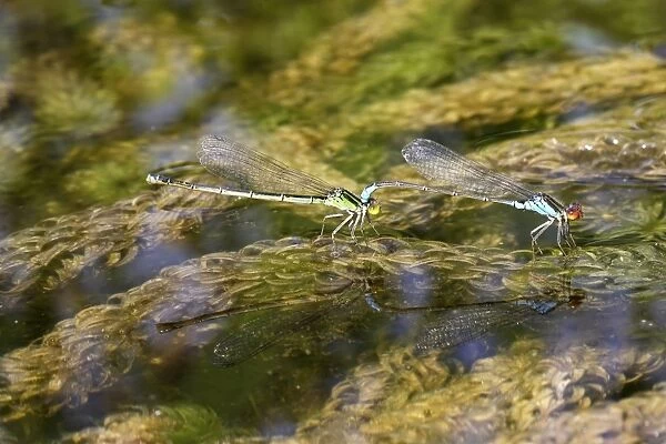 Azure Damselfly - mating on aquatic water plants