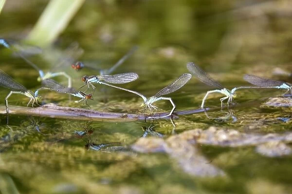 Azure Damselfly - pairs mating on aquatic water plants. France