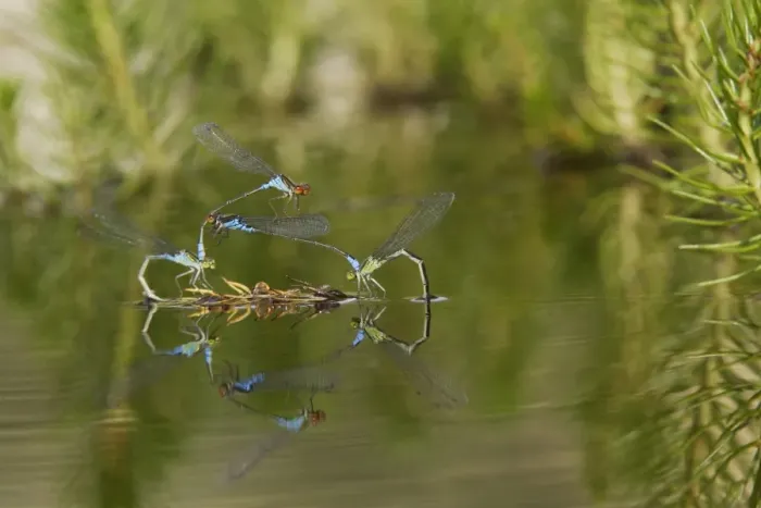 Framed Print : Azure Damselfly - two pairs mating on aquatic water plants. France Framed Print : Azure Damselfly - two pairs mating on aquatic water plants. France
