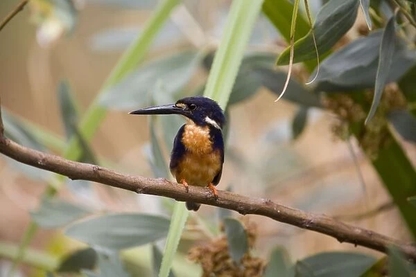 Azure Kingfisher Inhabits creeks, rivers and mangroves across the Top End from the Kimberley to eastern and southeastern areas of Australia. Also Tasmania. Near the Drysdale River, Kalumburu Road, Kimberley, Western Australia