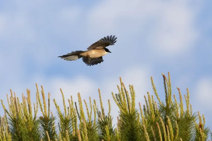 Framed Print : Azure-winged Magpie - adult bird in flight - Southern Spain Framed Print : Azure-winged Magpie - adult bird in flight - Southern Spain