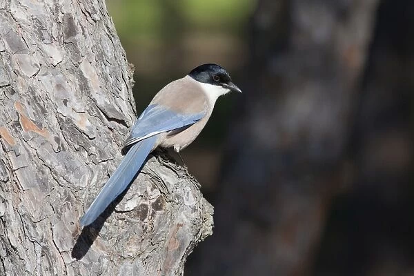 Azure-winged Magpie - adult bird perching on tree - Southern Spain