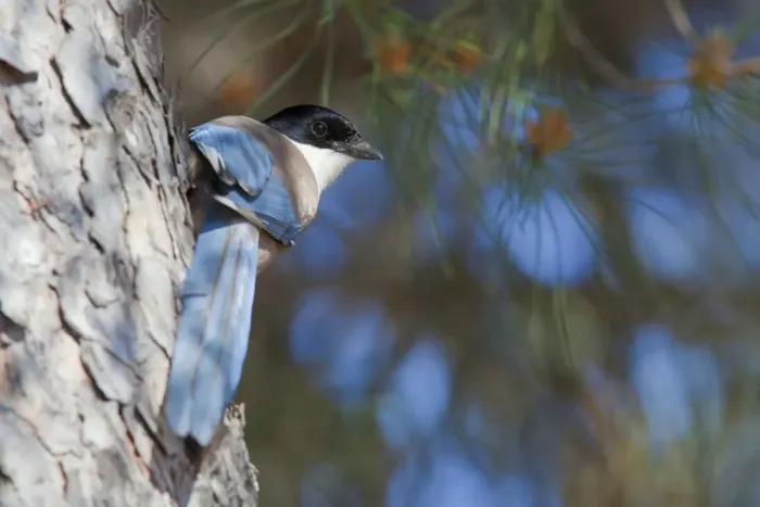 Framed Print : Azure-winged magpie - adult bird perching on tree - Southern Spain Framed Print : Azure-winged magpie - adult bird perching on tree - Southern Spain