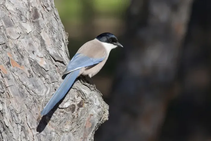 Framed Print : Azure-winged Magpie - adult bird perching on tree - Southern Spain Framed Print : Azure-winged Magpie - adult bird perching on tree - Southern Spain