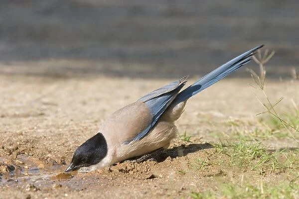 Azure-winged Magpie - Adult drinking from puddle of water - Extremadura - Spain