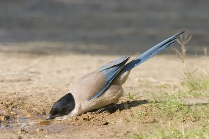 Framed Print : Azure-winged Magpie - Adult drinking from puddle of water - Extremadura - Spain Framed Print : Azure-winged Magpie - Adult drinking from puddle of water - Extremadura - Spain