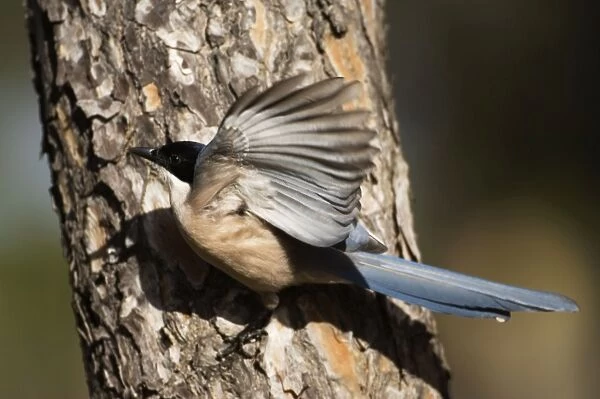 Azure-winged Magpie - adult on pine tree