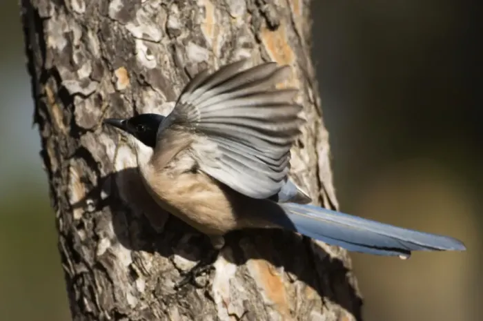 Framed Print : Azure-winged Magpie - adult on pine tree Framed Print : Azure-winged Magpie - adult on pine tree